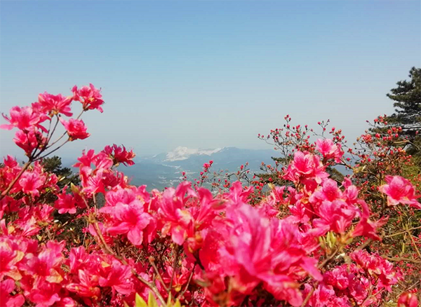 麻城杜鹃花海智慧导览景区介绍.png