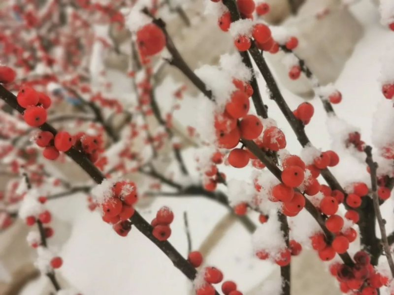 河北秦皇岛山海国际冰雪大世界押金系统方案.png