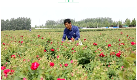 山东菏泽黄店镇玫瑰园票务系统方案.png
