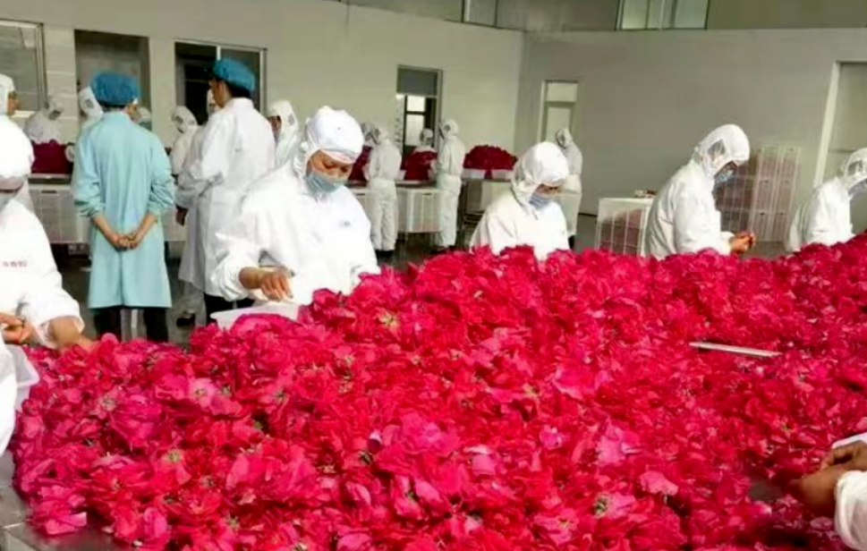 山东菏泽黄店镇玫瑰园票务系统多少钱.png