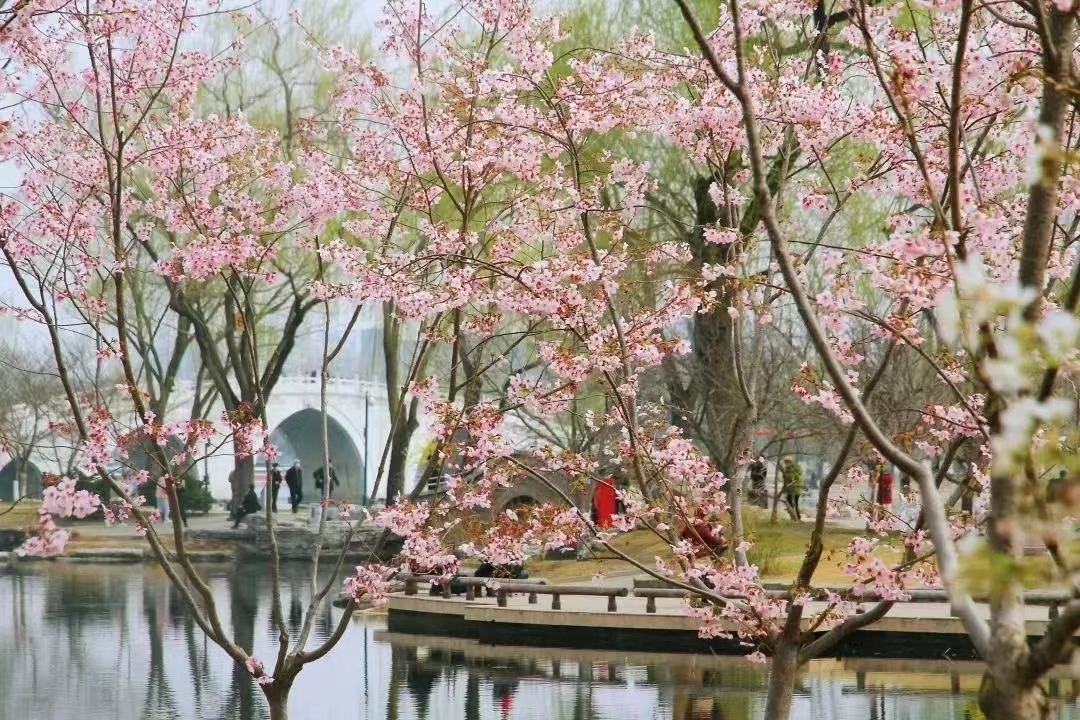 玉渊潭公园樱花节票务管理系统功能.jpg