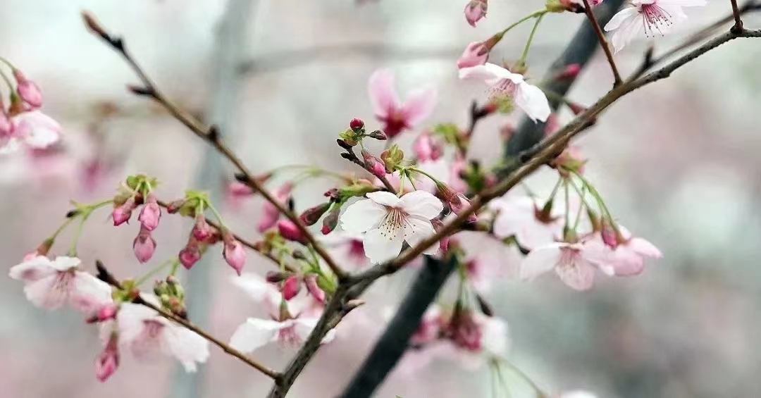 玉渊潭公园樱花节票务管理系统公司.jpg