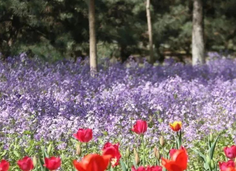 北京大兴绿色港湾郁金香花海分销管理系统功能.png
