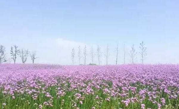江苏苏州西京湾花海对接ota方案.png