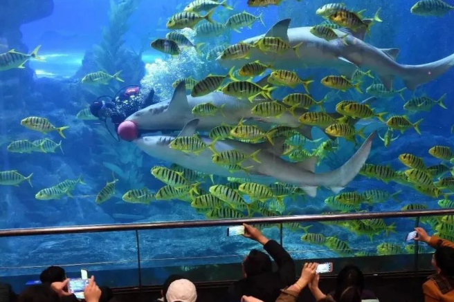 山东青岛海底世界电子年卡管理系统公司.png