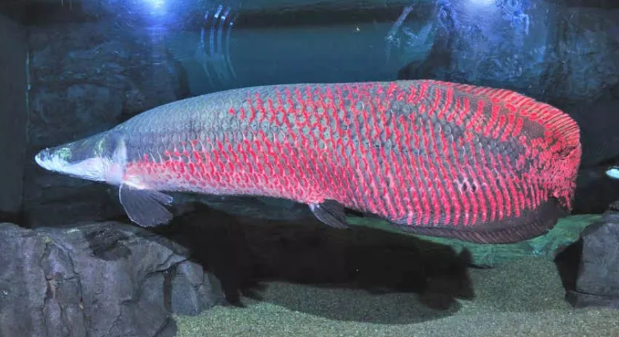 上海海洋水族馆搭建小程序的价格.png