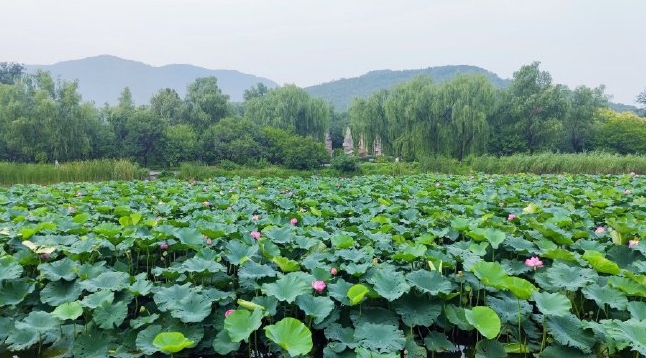 北京国家植物园智能导览管理系统千亿国际的解决方案1.png
