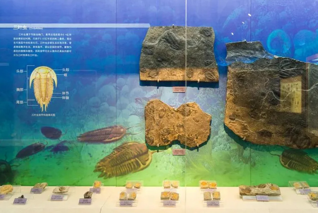 北京自然博物馆智能导览、vr、ar系统公司.png