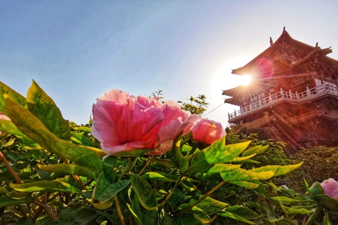河南洛阳中国国花园票务分销管理系统哪家公司强1.png