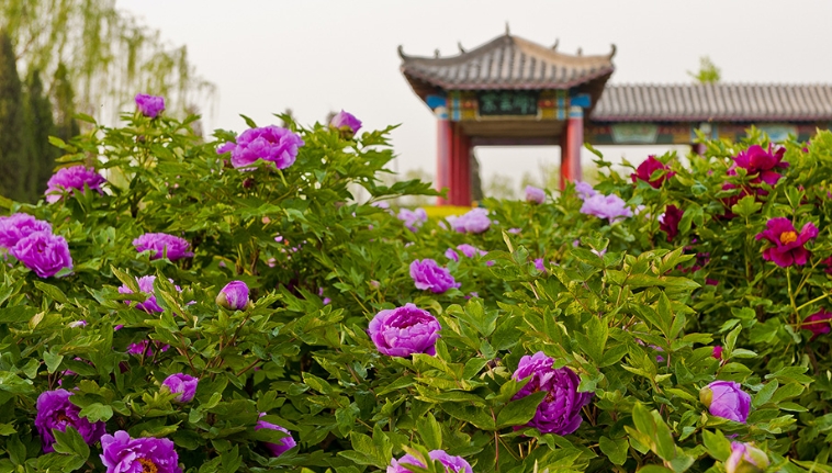 河北邢台市柏乡县汉牡丹园景区票务分销系统 10 大功能.png