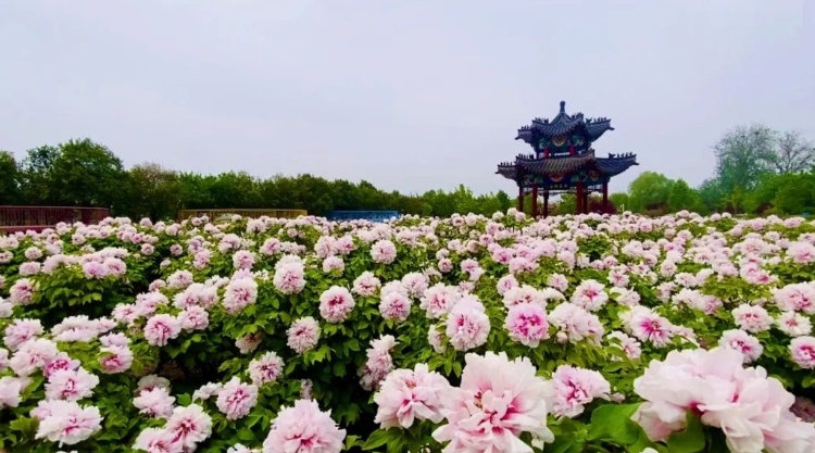 曹州牡丹园景区分销系统千亿国际的解决方案.png