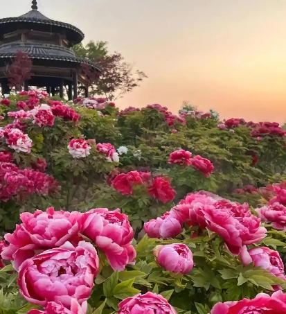 山东菏泽市中国牡丹园景区电子票分销管理系统千亿国际的解决方案.png