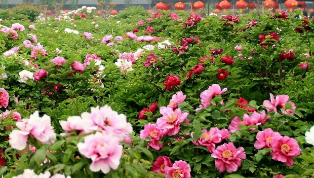 山东曹州百花园景区电子票多业态管理系统12大功能1.png