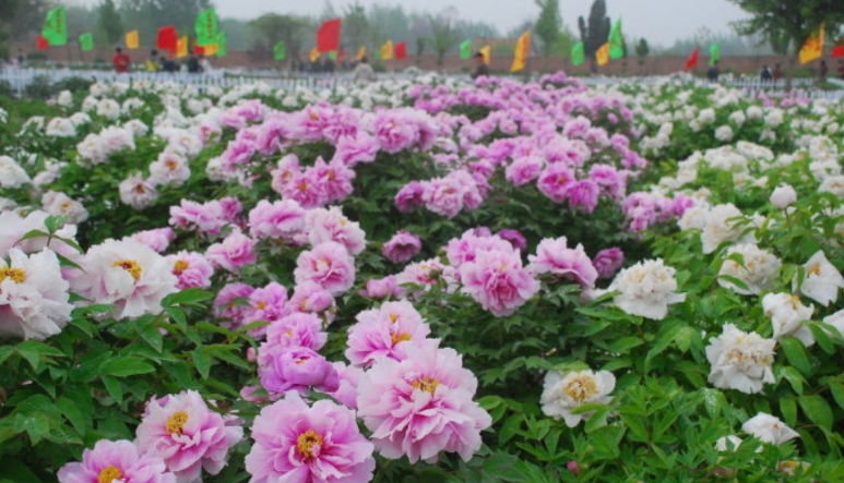 山东曹州百花园景区电子票多业态管理系统哪家公司好1.png