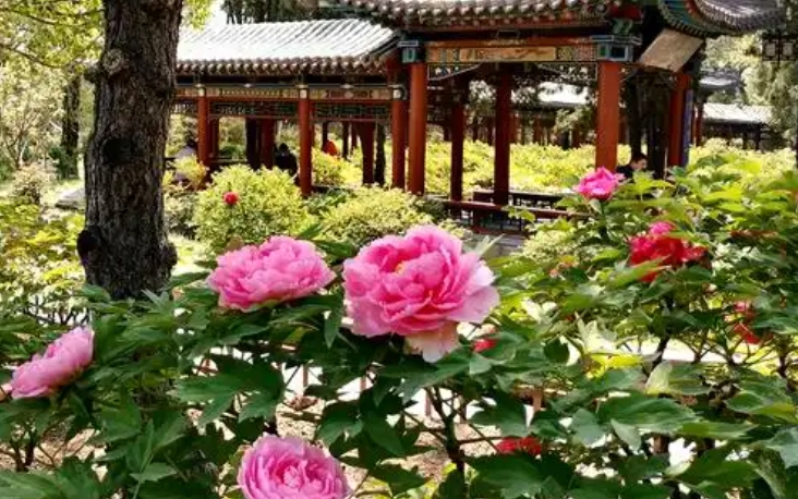 山西太原・晋祠牡丹园景区电子票自动分账管理系统 6 大功能1.png