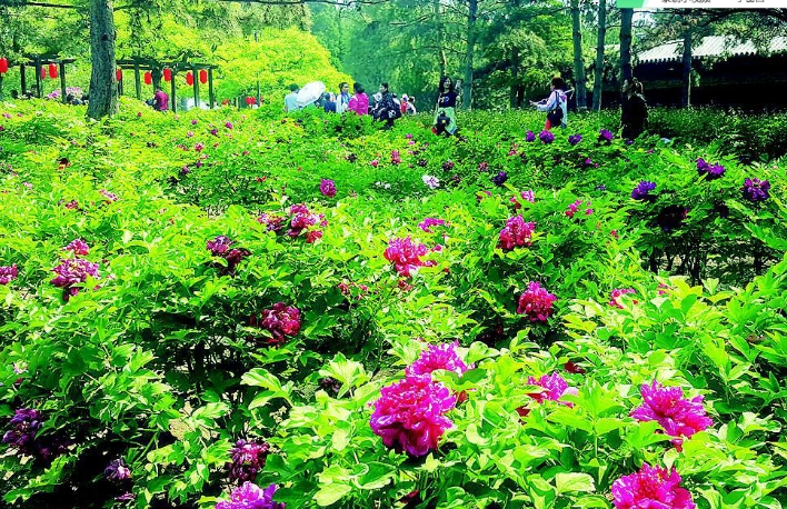 山西太原・晋祠牡丹园景区电子票自动分账管理系统哪家公司强.png