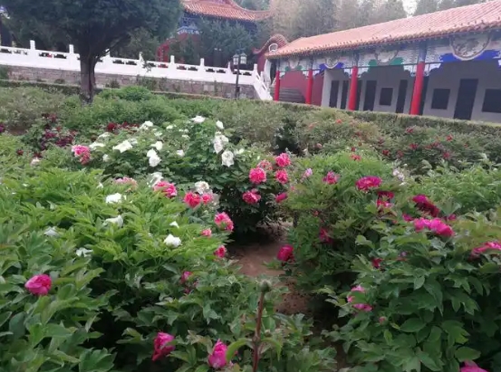 山西古县牡丹旅游景区电子票综合业态管理系统 10 大功能.png