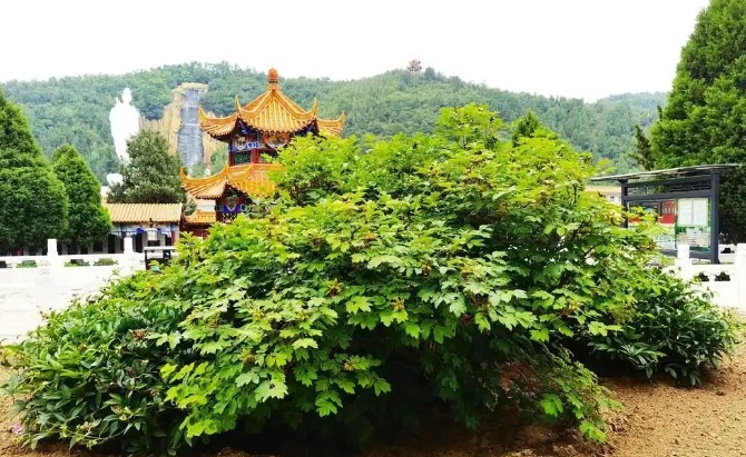 山西古县牡丹旅游景区电子票综合业态管理系统千亿国际的解决方案.png