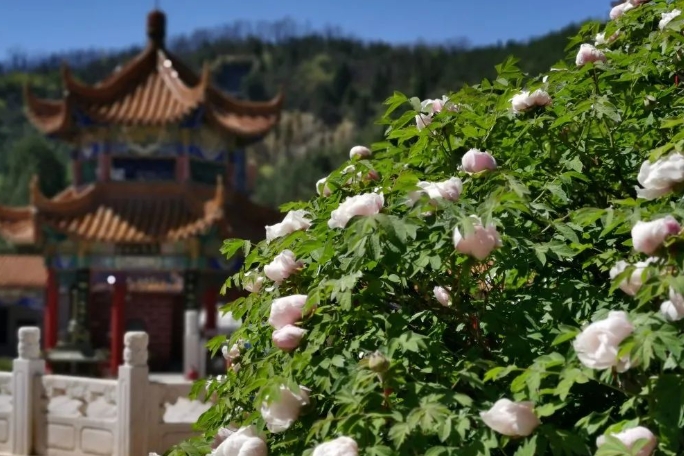 山西古县牡丹旅游景区电子票综合业态管理系统哪家公司强.png